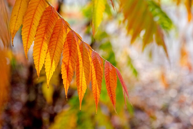 Feuilles d'automne rouges et oranges