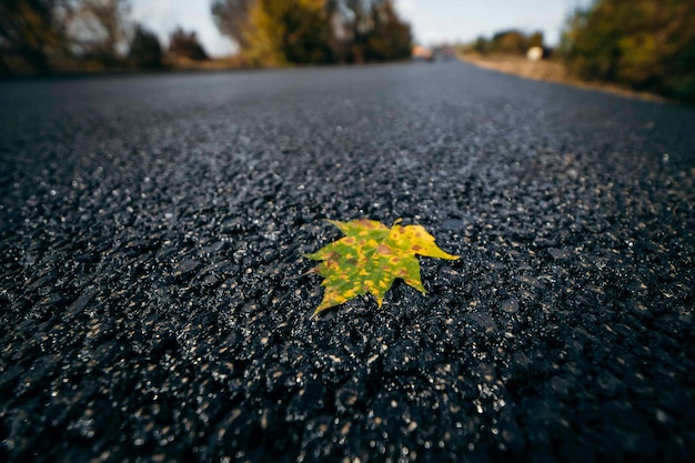 Photo feuilles d'automne sur route goudronnée