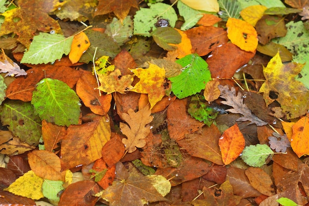 Feuilles d'automne sales