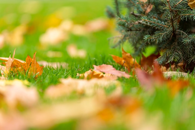 Les feuilles d'automne se trouvent sur l'herbe verte.