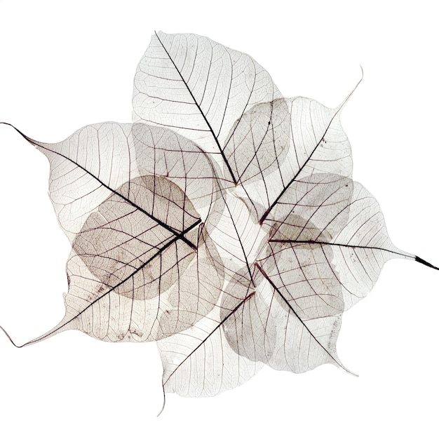 Feuilles d'automne séchées transparentes