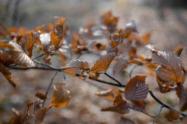 Feuilles d'automne sèches brunes sur une branche d'arbre en automne au parc