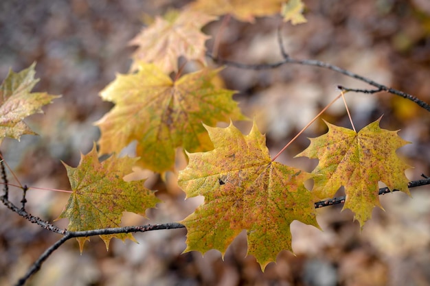 Feuilles d'automne sèches brunes sur une branche d'arbre en automne au parc