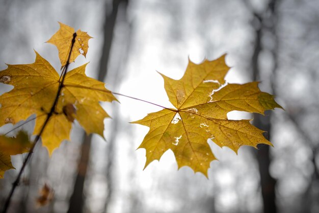 Feuilles d'automne sèches brunes sur une branche d'arbre en automne au parc