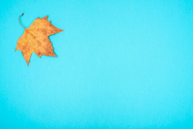 Feuilles d'automne sèches sur fond bleu.