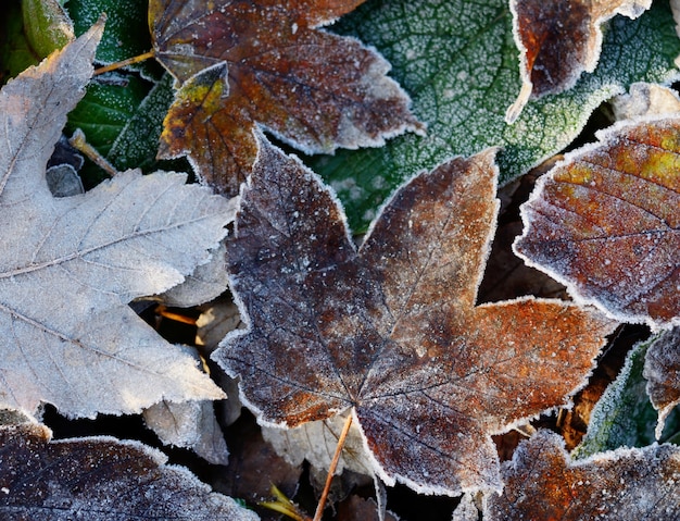 Feuilles d'automne sèches givrées.