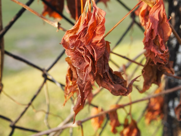 Feuilles d'automne sèches Jardin de saison