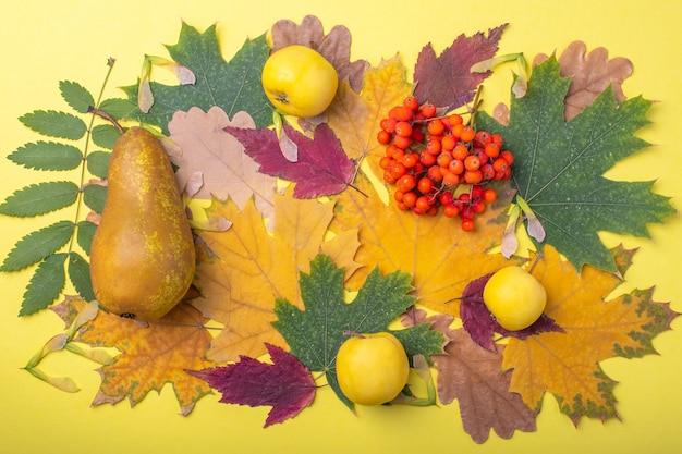 Feuilles d'automne sèches multicolores rouges, oranges, vertes, poires et pommes jaunes et baies de sorbier orange sur fond jaune. Une image colorée de feuilles d'automne tombées, idéale pour une utilisation saisonnière