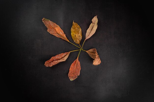 Feuilles d'automne sèches à plat sur fond noir avec espace de copie