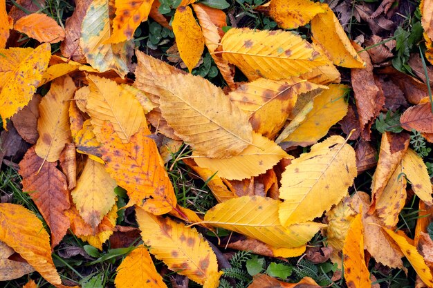 Feuilles d'automne sèches tombées dans la forêt au sol