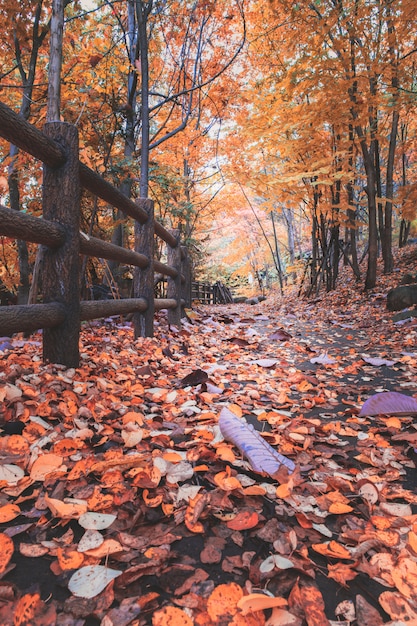 Feuilles d&#39;automne sur sentier dans la forêt à Jozankei