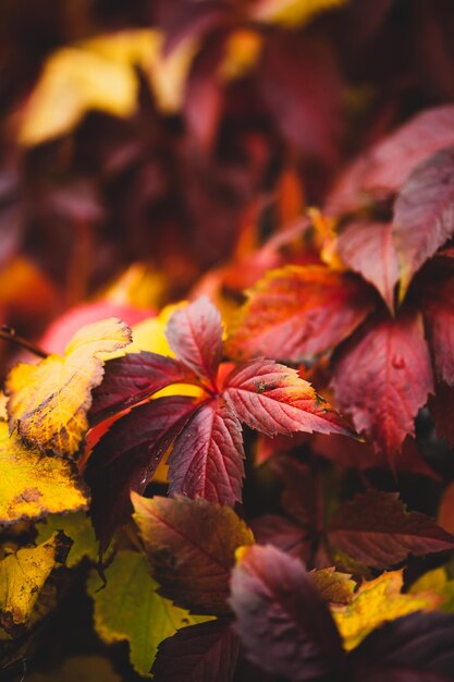 Les feuilles d'automne sur le sol