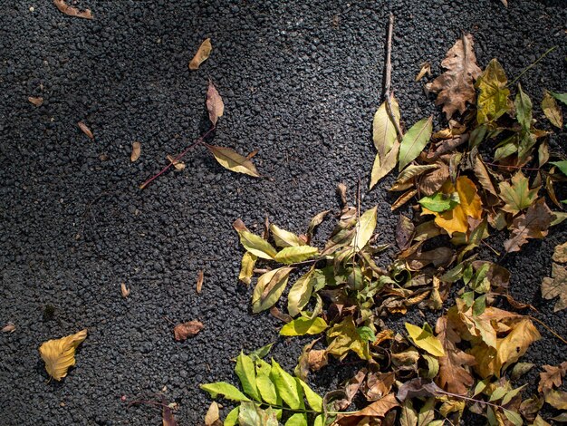 Photo les feuilles d'automne sur le sol