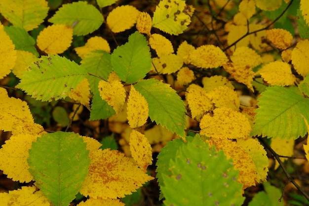 Feuilles d'automne sur le soleil Automne arrière-plan flou Feuilles jaunes et vertes