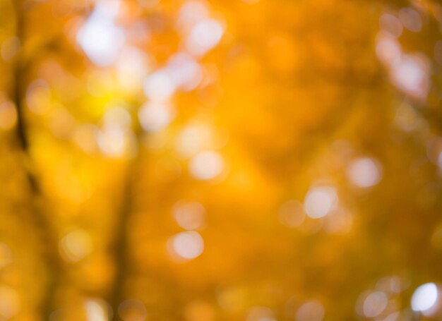 Photo feuilles d'automne sur le soleil automne arrière-plan flou