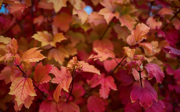 Les feuilles d'automne sont de nature rouge