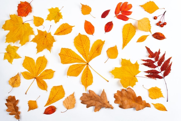 Les feuilles d'automne sont rouges et jaunes sur fond blanc Le concept d'une étude de vacances