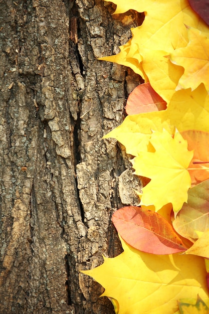 Feuilles d'automne sur la surface en bois