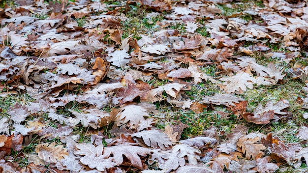 Feuilles d'automne avec texture de givre pour le fond