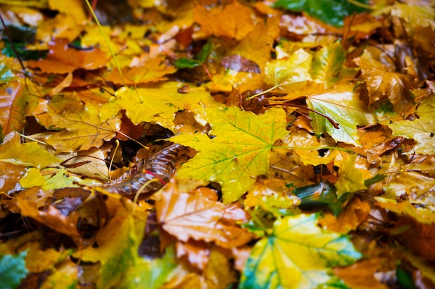 Photo feuilles d'automne tombées d'un arbre. la pluie tombe sur eux