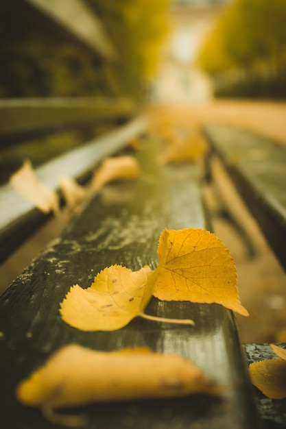 Feuilles d'automne tombées sur un banc de parc