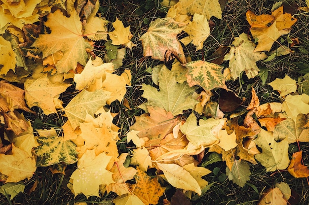 Feuilles d'automne tombées d'un érable au sol sur l'herbe verte. feuillage d'automne sur le terrain. vue de dessus