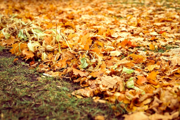 Feuilles d'automne tombées d'un érable au sol sur l'herbe verte. feuillage d'automne sur la terre