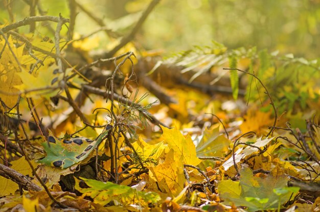 Feuilles d'automne tombées sur l'herbe Fond de feuilles d'automne