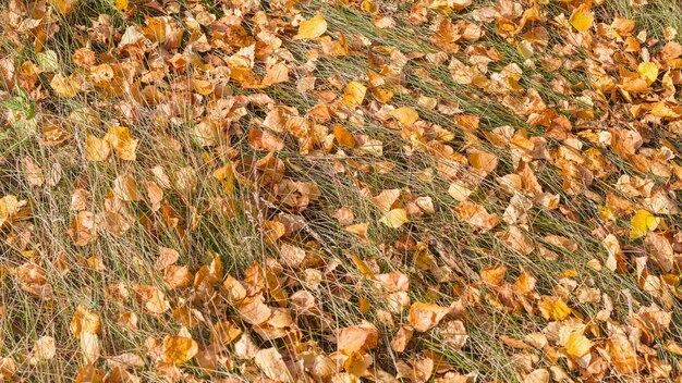 Feuilles d'automne tombées jaunes gisant sur le sol