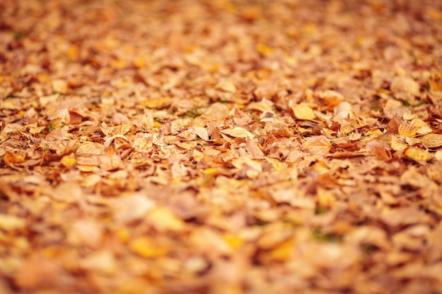 Feuilles d'automne tombées orange sur le plancher. Faible profondeur de champ