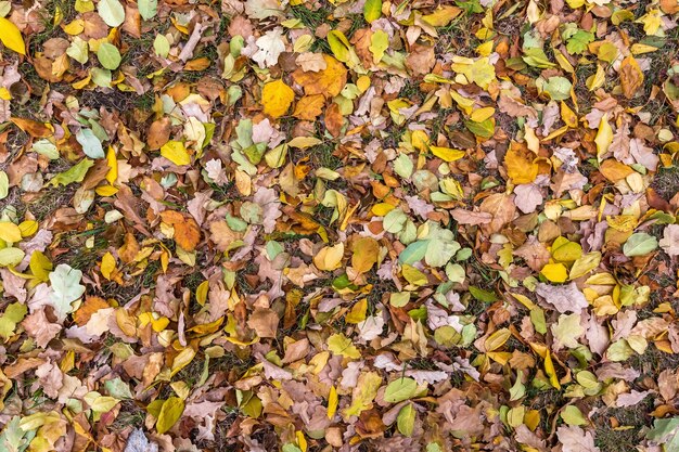 Les feuilles d'automne tombées se trouvent sur l'herbe dans la forêt Fond naturel de feuillage multicolore