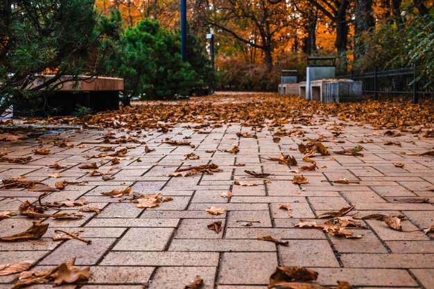 Feuilles d'automne tombées sur le sentier pédestre dans le parc.