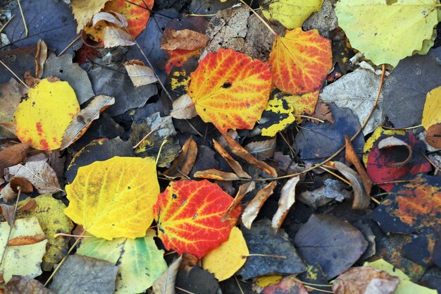 Feuilles d&#39;automne tombées sur le sol.