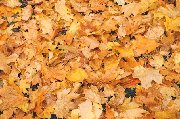 Feuilles d'automne tombées