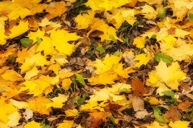 Feuilles d'automne tombées