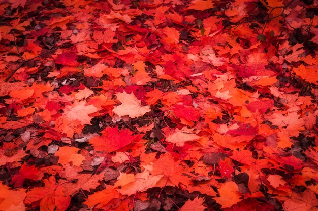 Feuilles d'automne tombées