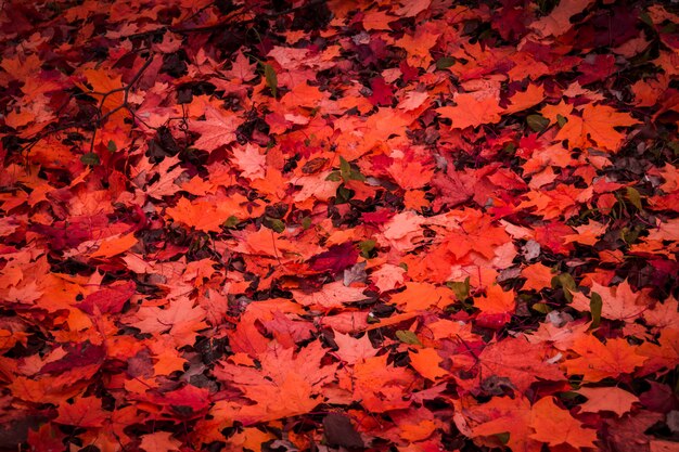 Feuilles d'automne tombées