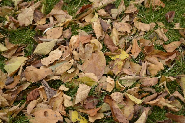 Feuilles d'automne tombées