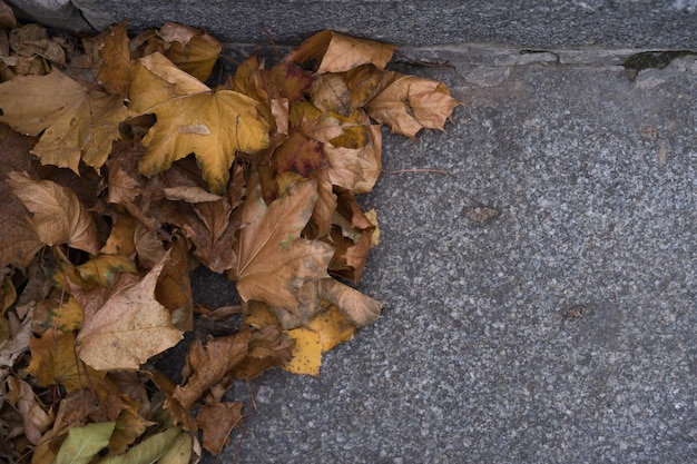 les feuilles d'automne tombent sur l'herbe