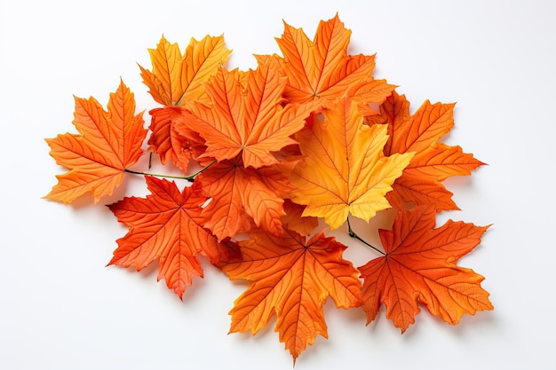 Les feuilles d'automne tombent isolées sur fond blanc