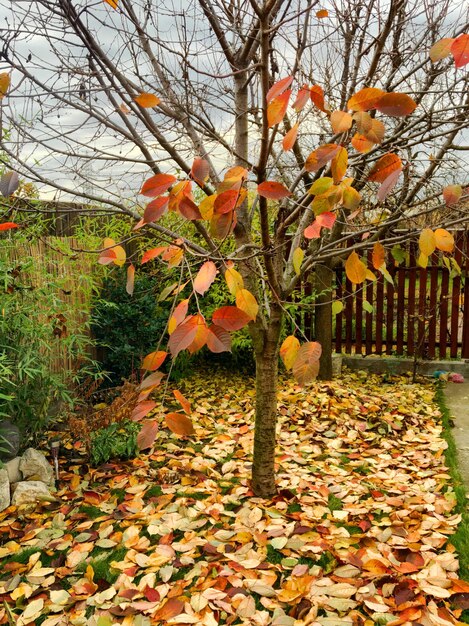 Photo les feuilles d'automne sur le tronc de l'arbre