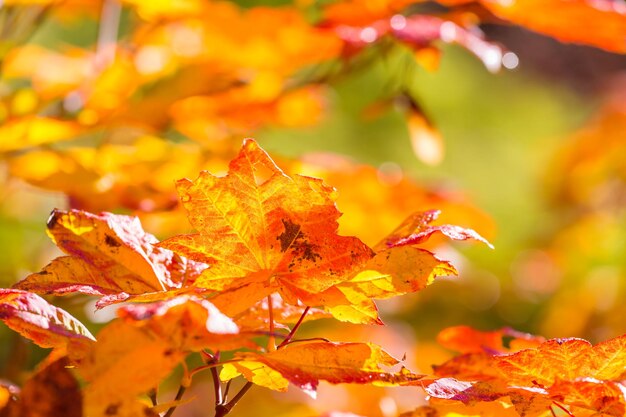 Feuilles d&#39;automne vecteur libre