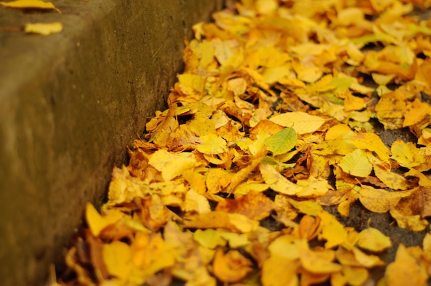 Feuilles d&#39;automne vecteur libre