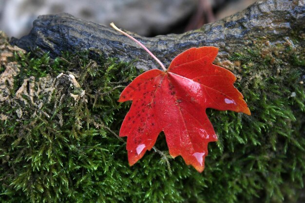 Feuilles d&#39;automne vecteur libre