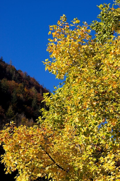 Feuilles d&#39;automne vecteur libre