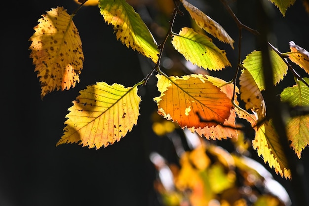 Feuilles d&#39;automne vecteur libre