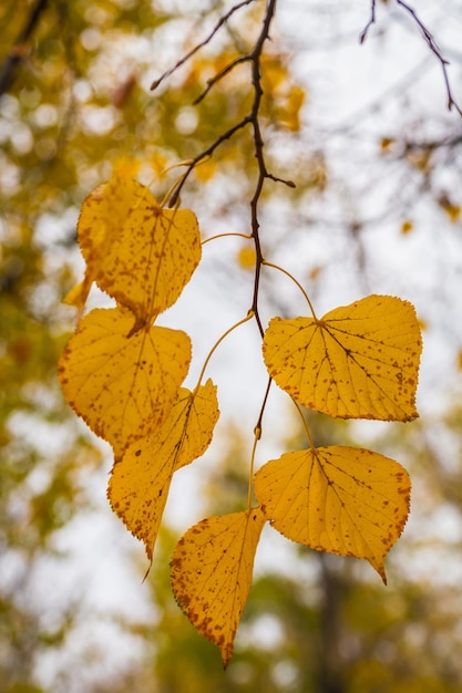 Feuilles d&#39;automne vecteur libre