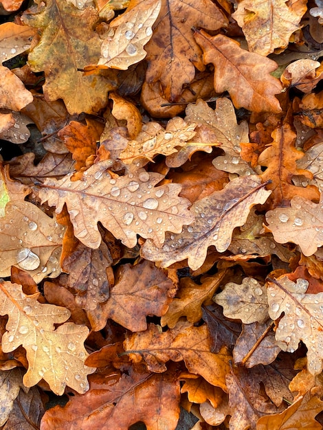 Feuilles d&#39;automne vecteur libre