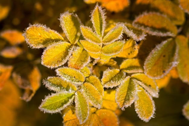 Feuilles d&#39;automne vecteur libre