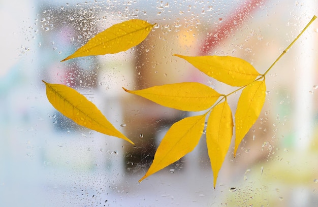 Feuilles d'automne sur la vitre agrandi